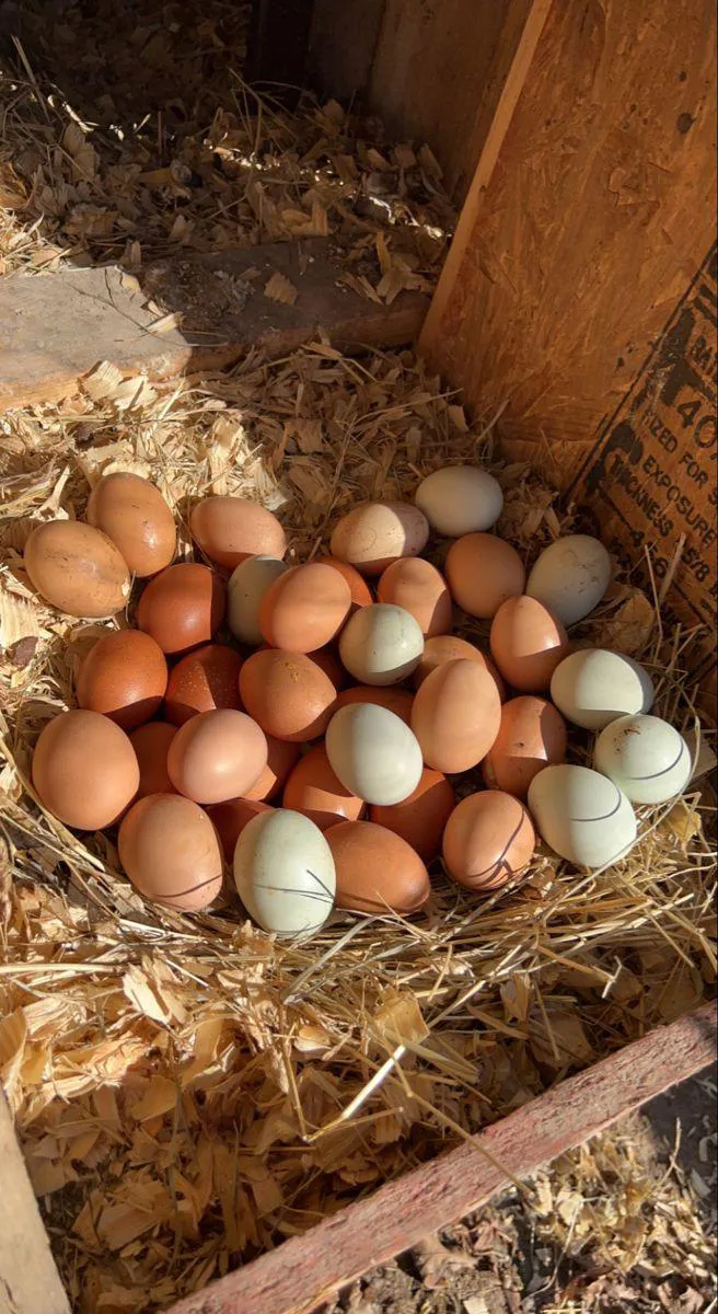 A basket filled with a variety of brown and blue eggs nestled in straw, with the edge of a wooden coop visible, on a sunny day.