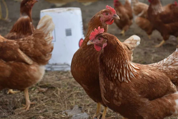 Brown chickens in a farmyard with a focus on one in the foreground.