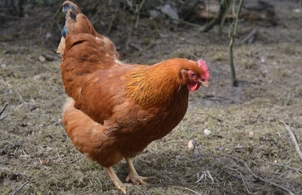 A brown chicken striding confidently on a farm.