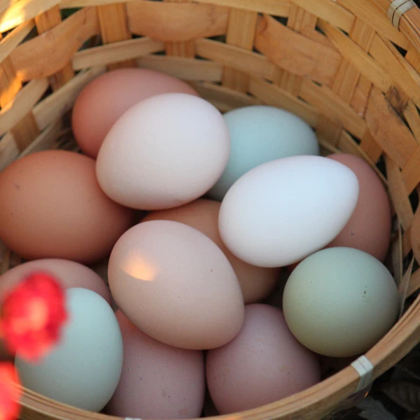 A basket filled with multi-colored eggs.